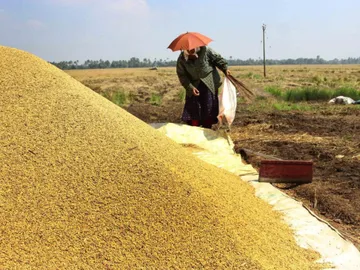 paddy procurement dues
