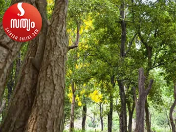 sandal wood