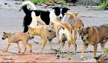 stray dogs in kottayam town