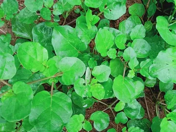 61n3sqc72bL._AC_UF1000,1000_QL80_