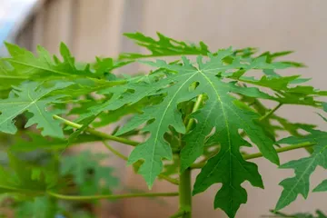papaya-leaf2