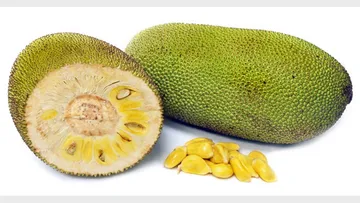 jackfruit-kerala