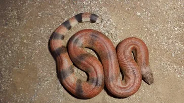 two mouth snake why sold in crores known as red sand boa interesting facts