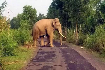 elephant