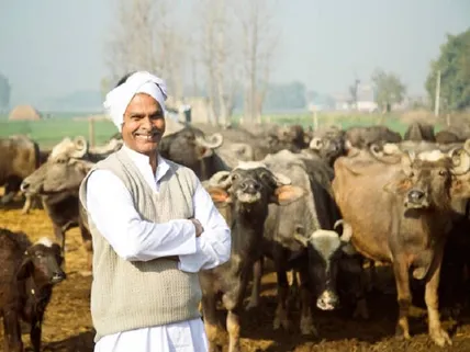 MukhyaMantri dairy Plus Yojana provide upto 75% subsidy on Murrah Buffalo  Purchase in MP | Dairy Plus Scheme: सिर्फ 62,500 रुपये में खरीद सकते हैं  मुर्रा नस्ल की 2 भैंस, सरकार दे