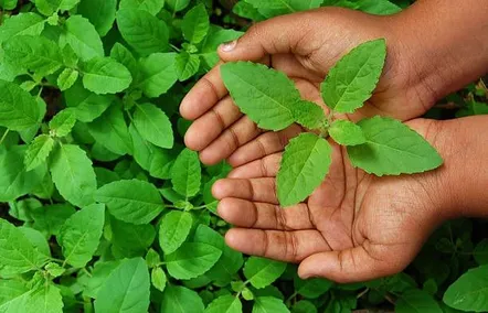 संजीवनी बूटी से कम नहीं तुलसी के पत्ते, चौंका देंगे ये 7 जबरदस्त फायदे -  Tulsi plant leaves health benefits holy basil good for weight loss controls  blood sugar tviss 2