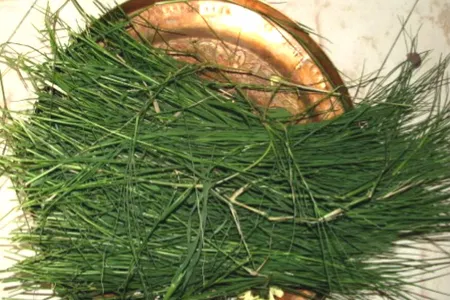 गणेश जी को चढ़ाई जाने वाली दूर्वा घास के Health Benefits - News18 हिंदी