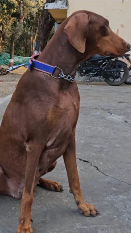 Balghat Dog Squde Tasha 2