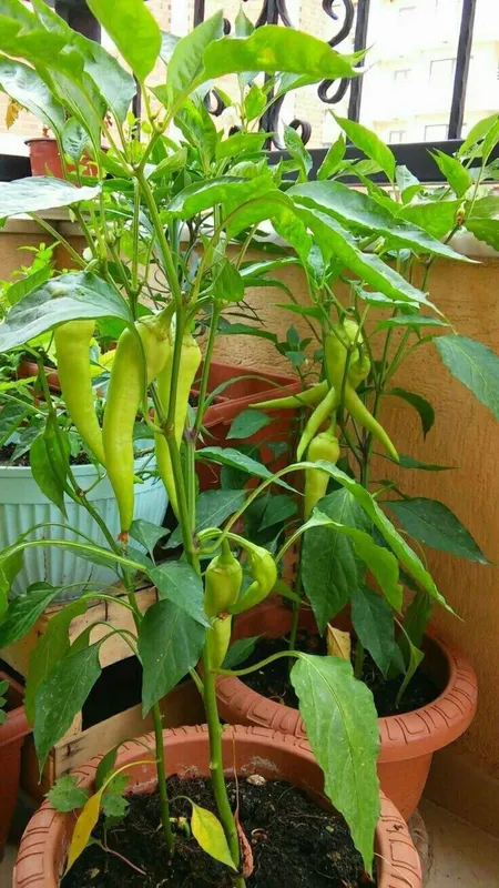 green chili plant