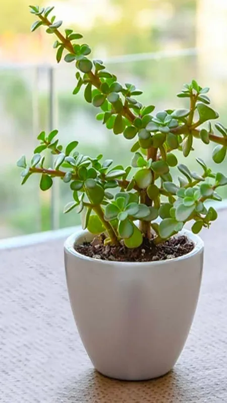 jet plant vatu 5 jpg