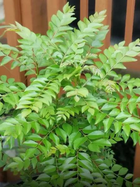 khali pet curry patta ke fayde