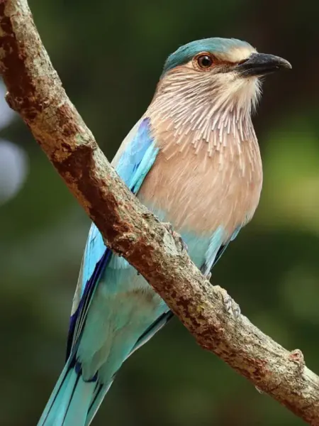 Neelkanth bird is rarely seen why Dussehra Neelkanth Darshan hindi news