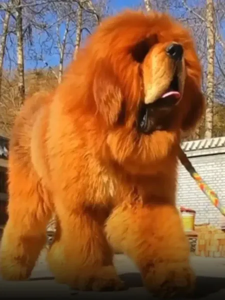 Tibetan Mastiff Price 2025
