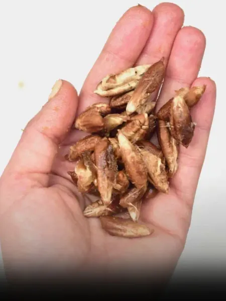 Date Seeds