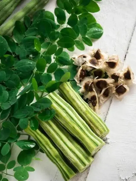 Moringa water health benefits