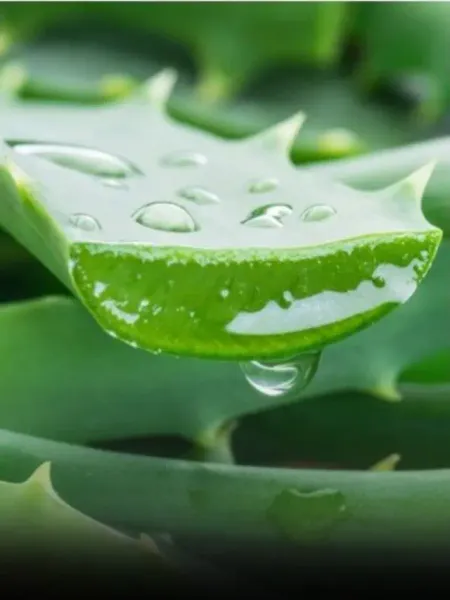 Aloe Vera