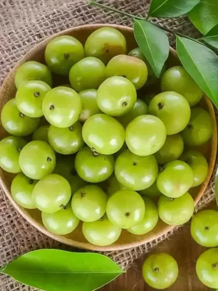 WhatsApp Image 2025-11-10 at 12.52.30 PM