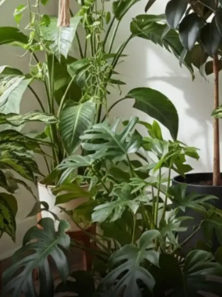 Air Purifying Indoor Plants for Home
