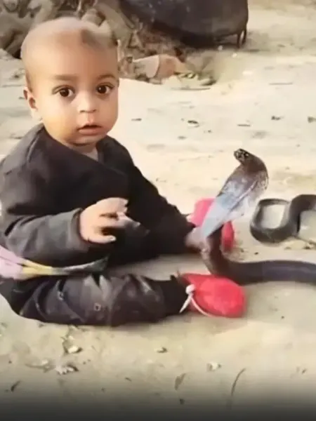 king cobra child viral Video playing snake