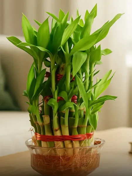 lucky bamboo plant vastu tips benefits world bamboo day