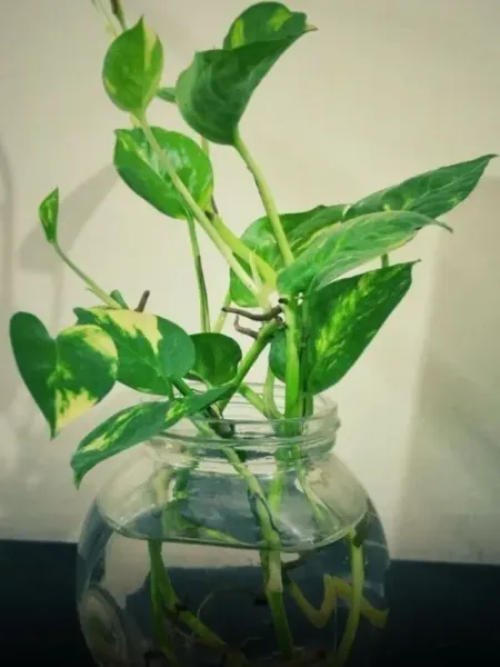 money plant growth tips