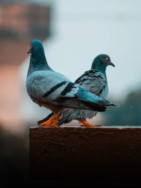 Pigeon