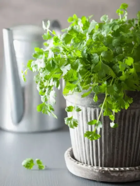 Coriander plant growth
