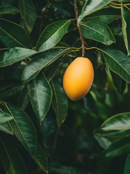 Mango Leaves Benefits