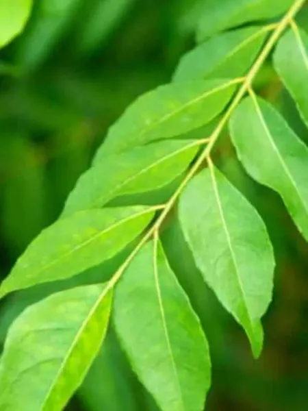 7 Amazing Health Benefits of Eating Curry Leaves