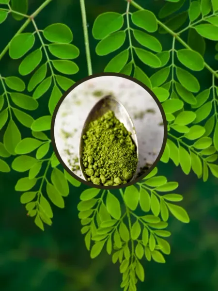 7 Amazing Health Benefits of Eating Moringa Oleifera (Sahijan)