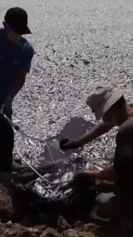 Over 100 tons of fishes died in Greece City