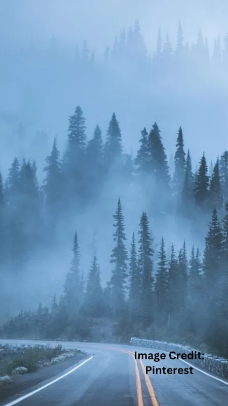 Foggy Roads