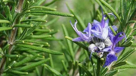 Rosemary leaves