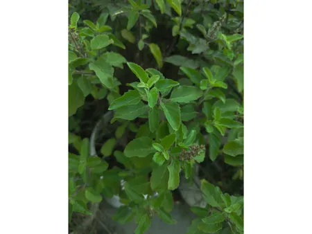 Benefits Of Basil