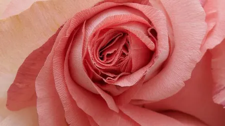 Flower55 (Pinterest).png