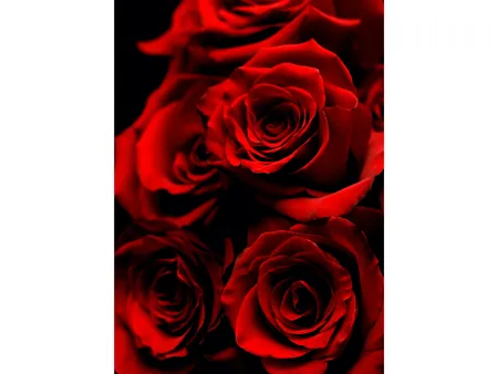 Rose Flower(Unsplash)