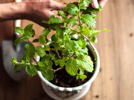 Pudina(Better Homes & Gardens).png 