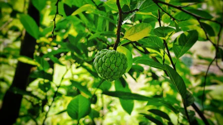 Eating Custard(Unsplash)