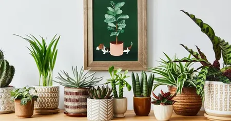 Indoor Plants (Livspace.Com).jpeg