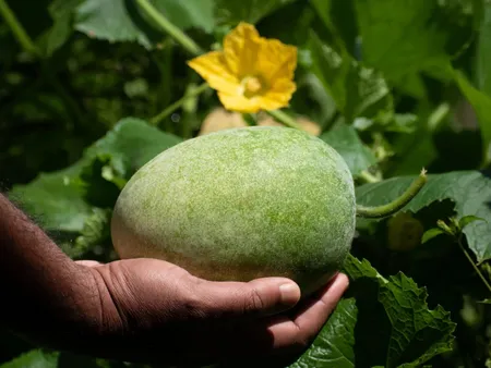 lauki(Sharanyam Homestay).png 