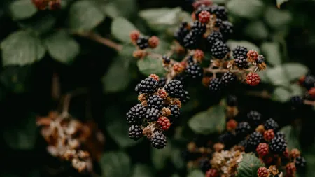 Mulberry