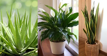 Indoor Plants 
