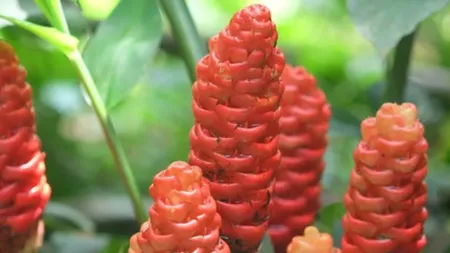 bitter ginger(Pinterest).png 