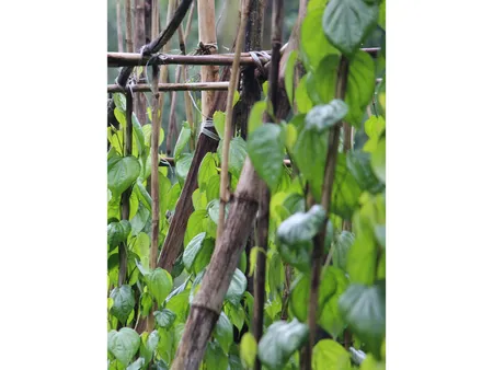 Betel Leaf(Unsplash)