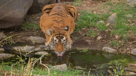 National Parks(Freepik) 