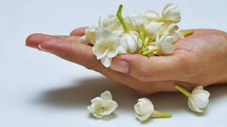 Jamine flower