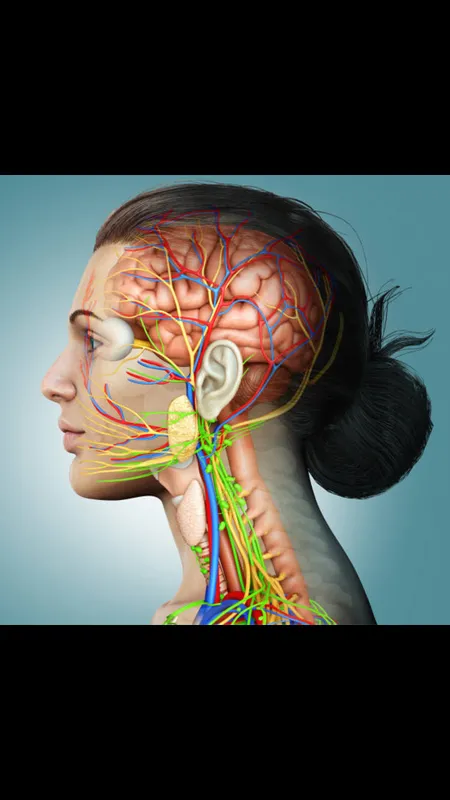 brain