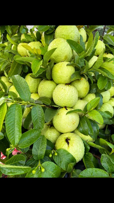 guava