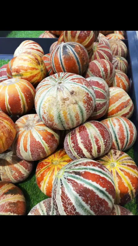muskmelon