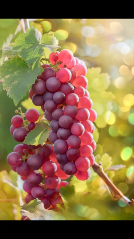 red grapes